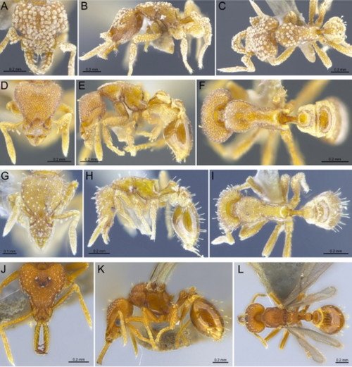 four new exotic ant species detected in Hong Kong