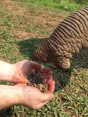 feeding seeds to the elephants