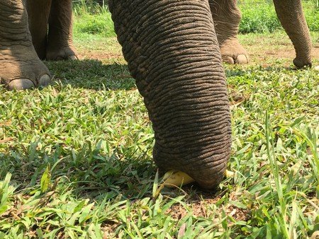 Elephants grabbing bananas