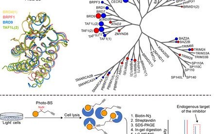 HKU chemists develop a fast and robust assay for comprehensive evaluation of bromodomain inhibitors as preclinical drug candidates in living cells