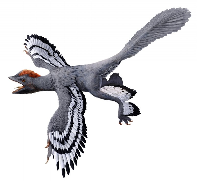 A life reconstruction of the feathered dinosaur Anchiornis huxleyi.