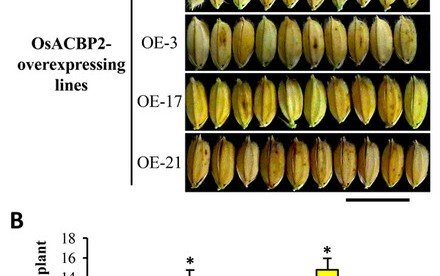 HKU Plant Scientists Identify New Strategy to Enhance Rice Grain Yield