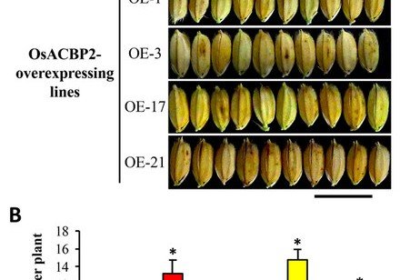 HKU Plant Scientists Identify New Strategy to Enhance Rice Grain Yield