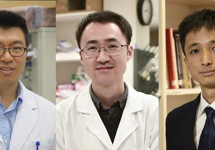 Three distinguished HKU academics receive  Croucher Innovation and Senior Research Fellowship Awards