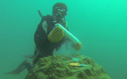 HKU marine ecologists and international team unveils  the historical impacts of development on coral reef loss in the South China Sea,  suggesting possible coral restoration in Hong Kong