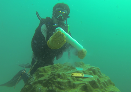 HKU marine ecologists and international team unveils  the historical impacts of development on coral reef loss in the South China Sea,  suggesting possible coral restoration in Hong Kong