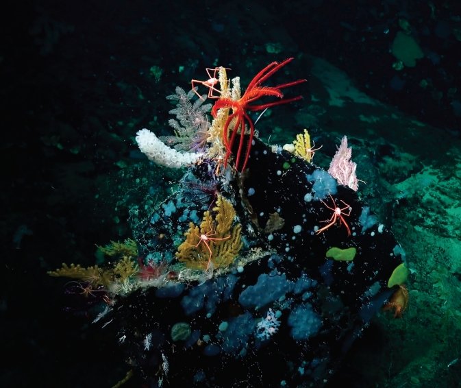 A community of deep-sea animals (Photo credit: Lisa Levin)