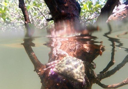 A team of international mangrove forest experts suggesting optimistic cause for global mangrove conservation