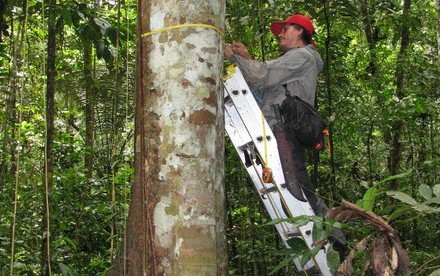 New Cover Story of Nature: Tropical forests’ carbon sink is already rapidly weakening