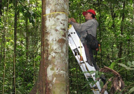 New Cover Story of Nature: Tropical forests’ carbon sink is already rapidly weakening