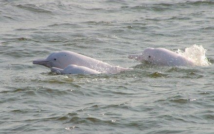 HKU scientists find high concentrations of toxic phenyltin compounds in local Chinese white dolphins and finless porpoises, confirming their biomagnification through marine food chains