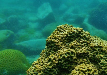 HKU study unlocks the secret of corals’ tolerance to climate change: their diet