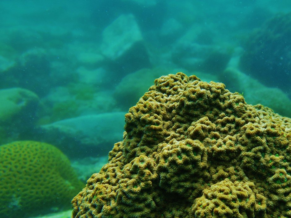 The large-polyped coral Favites abdita