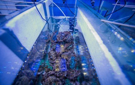 Metagenomics reveals distinct microbiotypes in the giant clams Tridacna maxima