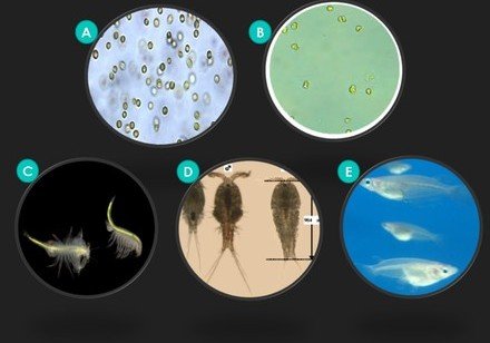 HKU marine ecologists reveal larvicidal oil for mosquito control threatens coastal marine life and pollutes sea environment