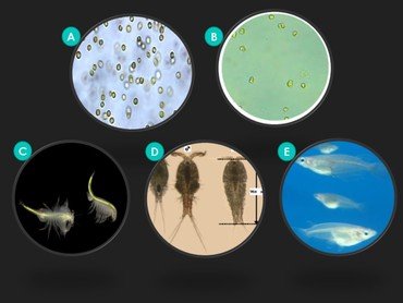 The five test marine organisms used in this study