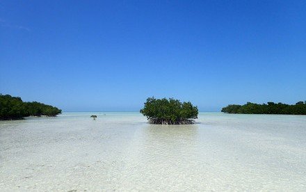 Mangroves at risk of collapse if emissions not reduced by 2050, international scientists predict