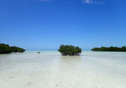 Mangroves at risk of collapse if emissions not reduced by 2050, international scientists predict