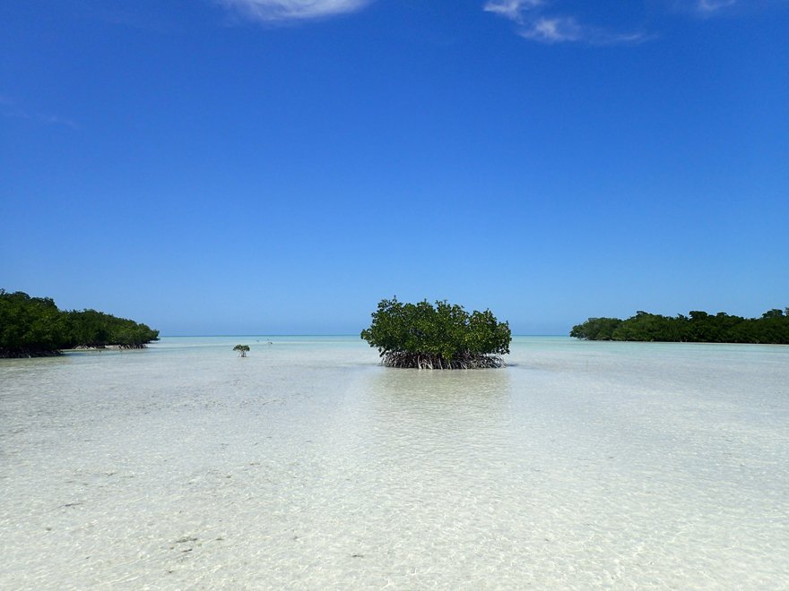 Mangroves are amongst the most valuable of natural ecosystems, supporting coastal fisheries and biodiversity. (Photo courtesy:Nicole Khan)