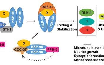 An unexpected heat shock to neurons: HKU scientists and collaborators uncovered a new mechanism for balancing protein stability during neuronal development