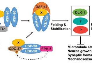 An unexpected heat shock to neurons: HKU scientists and collaborators uncovered a new mechanism for balancing protein stability during neuronal development
