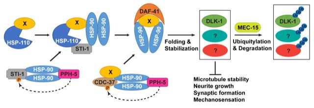 A model for the antagonism between the HSP and the UPS for controlling the stability of key signaling molecules. 