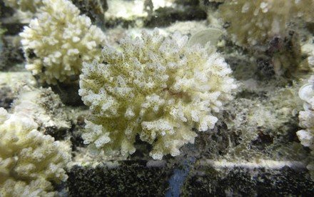 Dimethylsulfoniopropionate concentration in coral reef invertebrates varies  according to species assemblages