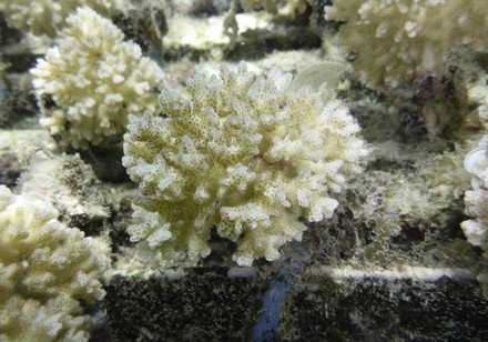 Dimethylsulfoniopropionate concentration in coral reef invertebrates varies  according to species assemblages