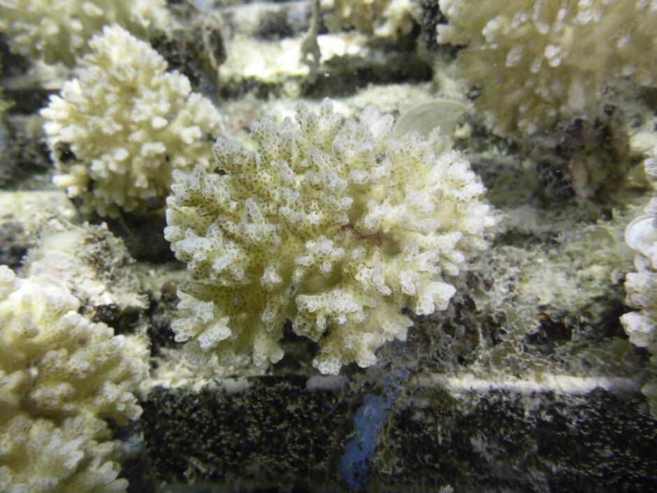 A Pocillopora damicornis nubbin at the at the coral nursery ground of the InterContinental Moorea Resort & Spa (Moorea, French Polynesia) (Credit: Dr Isis Guibert)