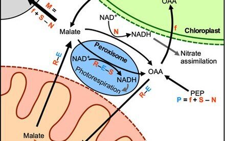 Revisiting energy flow in photosynthetic plant cells