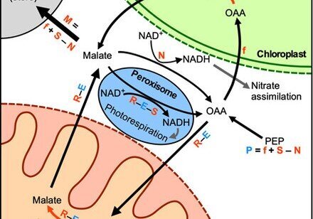 Revisiting energy flow in photosynthetic plant cells