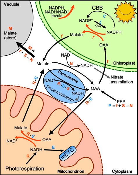 Malate flow during C3 photosynthesis