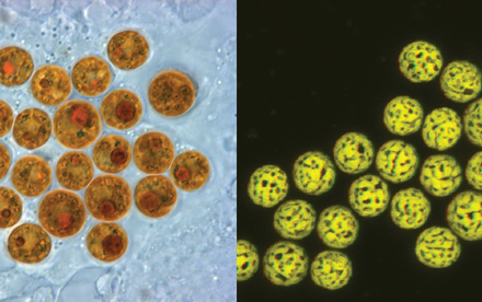 HKU study reveals the hidden fight within corals