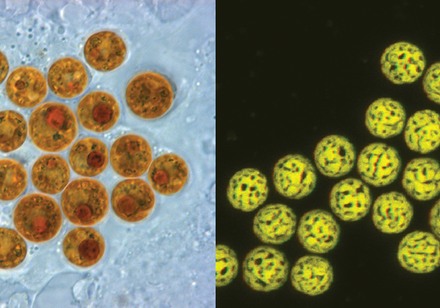 HKU study reveals the hidden fight within corals