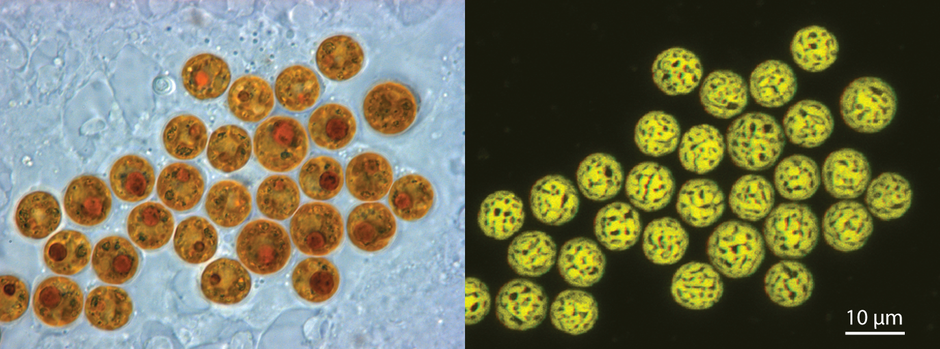 Light and confocal images of Symbiodinium cells living in a host cell. (Photo Credit: Allisonmlewis / CC BY-SA)