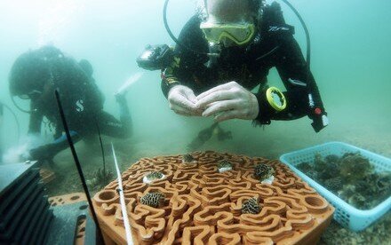 HKU architects and marine scientists co-develop novel 3D printed ‘reef tiles’ to repopulate coral communities and conserve biodiversity in Hong Kong