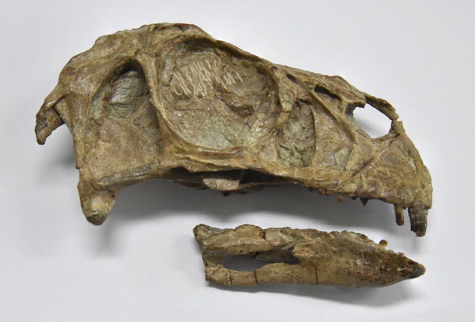 Skull of the early-diverging oviraptorosaurian pennaraptoran Incisivosaurus. This specimen IVPP V13326 is ~10cm long. Later-diverging oviraptorosaurians lost their teeth and evolved a beak. Image credit: Xing Xu & Waisum Ma.