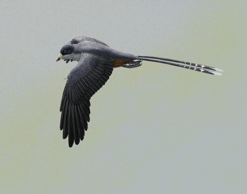 Figure 1.  Life reconstruction of the fossil bird Confuciusornis, one of the first beaked birds. Confuciusornis was roughly the size of a crow. It is known from hundreds of beautifully-preserved fossils, found in Early Cretaceous rocks from northeastern China. Image credit: Gabriel Ugueto.