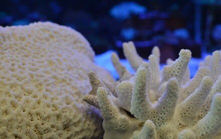 Was Hong Kong once a coral reef paradise? HKU researchers reveal the historic range and diversity of corals  in the Greater Bay area for the last 5,000 years