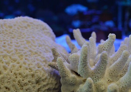 Was Hong Kong once a coral reef paradise? HKU researchers reveal the historic range and diversity of corals  in the Greater Bay area for the last 5,000 years