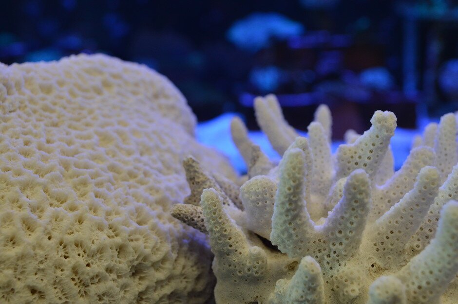 Coral skeletons highlighting the habitat complexity created by Acropora (on the right) compared to the less-complex massive corals that now dominate Hong Kong. (Photo credit: Jonathan Cybulski)