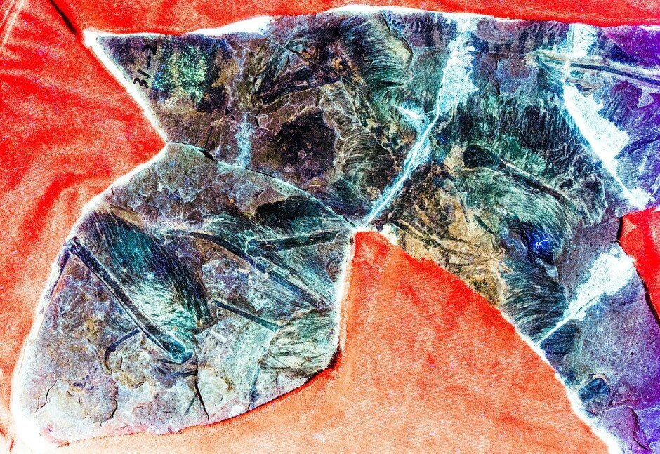 Laser-Stimulated Fluorescence (LSF) image of the fossil of Yi qi, a bat-winged dinosaur from the Late Jurassic of northern China. Image credit: Dececchi et al. 2020.
