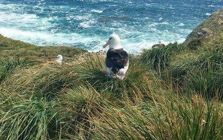 New study finds seabird response to abrupt climate change 5,000 years ago transformed sub-Antarctic island ecosystems