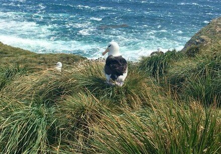 New study finds seabird response to abrupt climate change 5,000 years ago transformed sub-Antarctic island ecosystems