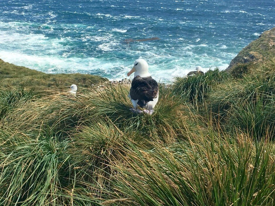 A rookery of black-browed albatross (Thalassarche melanophris) nest at a windy, exposed tussac grassland on West Point Island, Falkland Islands. Photo courtesy: Dulcinea GROFF