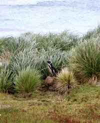 Image 3. On a summer day, a Magellanic penguin (Spheniscus magellanicus) rests on a pedestal outside of their burrow in the peat of the tussac grassland, East Falkland Island, Falkland Islands. Photo courtesy: Dulcinea GROFF
