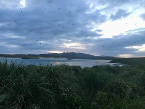 Image 5. At dusk thousands of seabirds called sooty shearwaters (Ardenna grisea) return to their deep nesting burrows dug into the peat of the tussac grassland at the Kidney Island National Nature Reserve, Falkland Islands. Photo courtest: Dulcinea Groff.