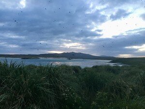 Image 5. At dusk thousands of seabirds called  sooty shearwaters (Ardenna grisea) return to  their deep nesting burrows dug into the peat of  the tussac grassland at the Kidney Island National Nature Reserve, Falkland Islands.  Photo courtest: Dulcinea Groff.