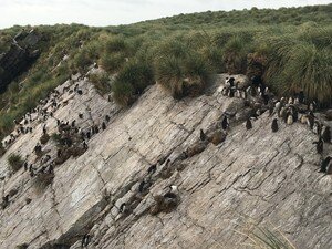 Image 2. A rookery of Southern rockhopper penguins (Eudyptes chrysocome chrysocome) nest between a rocky slope and a tussac grassland and bring in nutrients from the ocean directly to the grasses at the Kidney Island National Nature Reserve, Falkland Islands. Photo courtesy: Dulcinea GROFF