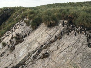 Image 2. A rookery of Southern rockhopper penguins (Eudyptes chrysocome chrysocome) nest between a rocky slope and a tussac grassland and bring in nutrients from the ocean directly to the grasses at the Kidney Island National Nature Reserve, Falkland Islands. Photo courtesy: Dulcinea GROFF